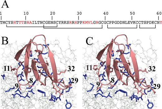 (A) The amino acid sequence of Fas, showing the four intra-chain disulphide bridges and the interfacial residues chosen for redesign. (B) The Fas/TcAChE binding interface before redesign; (C) The Fas/TcAChE binding interface after redesign. Fas (pink) sits at the entrance of the narrow gorge leading to the active site of TcAChE (gray). The side-chains on Fas and TcAChE selected for computational optimization are displayed as pink and blue sticks, respectively. The numbers are shown for the Fas residues for which affinity-enhancing mutations had been predicted.