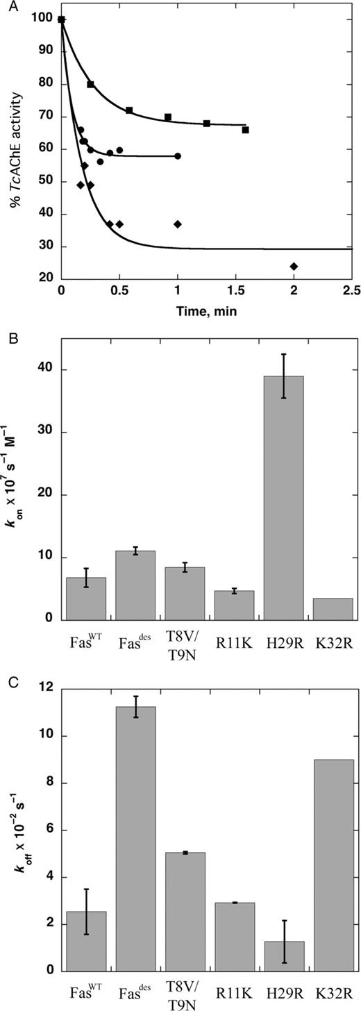 (A) TcAChE activity in the presence of Fas mutants under conditions in which interaction between the two proteins approaches equilibrium. For clarity, the data for only three mutants are shown: K32R (closed square), Fasdes (closed circle) and H29R (closed diamond). TcAChE activity decreases with time until a plateau is reached. Slightly different concentrations were used for each Fas mutant so as to obtain optimal results. TcAChE at 0.025 nM was incubated with 0.75 nM Fasdes and 1.25 nM K32R; TcAChE at 0.006 nM was incubated with 0.15 nM H29R. The data were fitted to Eq. (3). (B) and (C) summarize the rates of association with TcAChE (B) and dissociation from the enzyme (C) of the various Fas mutants. Error bars represent the standard deviation obtained by repeating the experiments shown in (A). The experiment for K32R was performed only once.