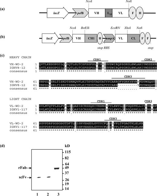 Schematic of recombinant WO-2 antibody constructs in pGC expression vector. (a) WO2 scFv construct, (b) Bicistronic WO-2 rFab construct. Abbreviations: lacZ, promoter of the bacterial lac operon; pelB and ompA, signal peptide sequences for secretion of recombinant antibody fragments into the periplasmic space; RBS, ribosome binding site; VH and VL, variable domain of antibody heavy chain and light chain, respectively; CH1 and CL, first human constant domain of antibody heavy chain and human constant domain of antibody light chain, respectively; L15, 15 residue linker peptide; F, FLAG-tag; H, polyhistidine tag; stop, stop codon terminating translation. The restriction sites used for cloning are indicated. (c) Sequence alignment of the WO-2 antibody heavy and light chain variable regions with mouse germline V region IGHV8-12 and IGKV1-117. (d) SDS–PAGE gel stained with Coomassie Blue. Lane 1, WO-2 scFv WT; lane 2, WO-2 S46P scFv; lane 3, WO-2 rFab.