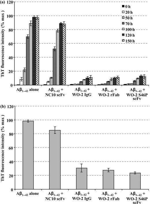 The effect of WO-2 IgG and its recombinant fragments on Aβ1–42 fibril formation and preformed Aβ1–42 fibrils. Fibril formation was monitored by ThT fluorescence as a function of time in the absence or presence of the WO-2 IgG and its recombinant fragments (a). Aβ1–42 preformed fibrils were analysed by ThT fluorescence after incubation for 24 h with NC10 scFv, or WO-2 IgG and its recombinant fragments (b). Experiments were performed in duplicate, and each sample was run in triplicate.