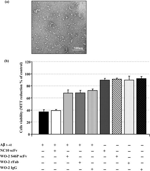 The effect of WO-2 IgG and its engineered fragments on Aβ1–42 oligomer-mediated neurotoxicity. Aβ1–42 monomers incubated for 24 h at 4°C form oligomers (a). M17 neuroblastoma cells were incubated with Aβ1–42 oligomers alone or with Aβ1–42 oligomers pre-incubated with NC10 scFv, WO-2 IgG, WO-2 chimeric rFab or WO-2 S46P scFv. The MTT assay was used to measure cell survival (b). Experiments were performed in duplicate, and each sample was run in triplicate. Data were expressed as a percentage of control (M17 neuroblastoma cells only) ± SD.