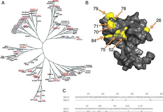 The family of SH2 domains. (A) Hypertree representation of all 120 human SH2 domains. A family tree of 120 SH2 domains in the human proteome is shown, with the 21 domains used in this study highlighted in red and underlined. The ZAP70 protein fragment used in this study contains two SH2 domains ZAP70_N and ZAP70_C, which are represented separately in the diagram. (B) The three-dimensional structure of ABL2. The structure of the SH2 domain of ABL2 is shown, with highlighting of residues differing between ABL1 and ABL2. The PyMOL Molecular Graphics System (DeLano Scientific, San Carlos, CA, USA) was used to generate a surface model of ABL2 from the PDB coordinates 2ECD (Kasai et al., doi:10.2210/pdb2ecd/pdb). (C) Sequence comparison of ABL1 and ABL2 SH2 domains. The ABL2 primary structure is shown indicating the 11 residues differing between ABL1 and ABL2.