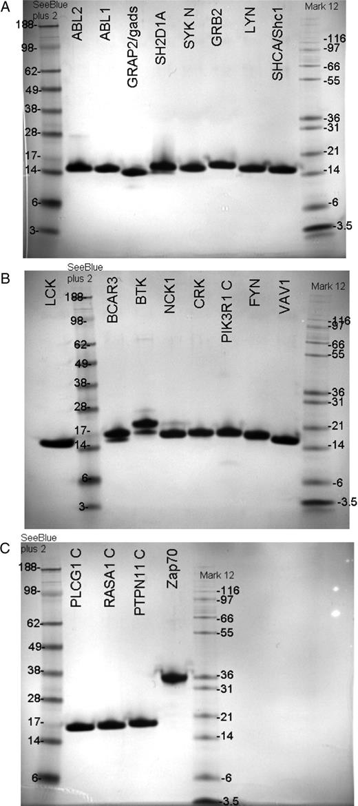 SDS–PAGE analysis of the 20 purified human SH2 domains. (A–C) The recombinant proteins were purified by IMAC and gel filtration. The proteins were resolved by SDS–PAGE gel to confirm their purity. Molecular weights of size standards are shown in kiloDaltons.