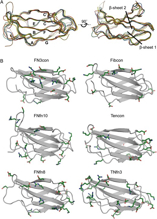 Structural alignment and distribution of charged residues on β-sheet 2 (strands C, C′, F and G). (A) Structural alignments of FN3con (orange), Fibcon (blue), FNfn10 (brown), Tencon (red), FNfn8 (green) and TNfn3 (yellow). (B) Structural analysis showing charged residues (green) of FN3con, Fibcon, FNfn10, Tencon, FNfn8 and TNfn3. Residue numbering is not included for clarity.