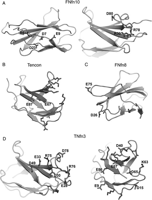 Potentially destabilizing like-charged residue clusters. (A) FNfn10 showing two separate clusters. (B) Tencon, showing E67 and E78, which are surrounded by two complementary charged clusters. (C) FNfn8, showing D26 and E75. (D) TNfn3 showing like-charged residue clusters on each set of loop hairpins. The left panel shows the N-terminal loop region, highlighting potential destabilizing interactions between E33 in strand C and D49 in strand C′, as well as a potential long range repulsion from E28, D30 and D78. The right panel shows the C-terminal loop regions, highlighting potential destabilizing interactions between E9 in strand A and E86 in strand G, D15 in the A–B loop and D65 in the E–F loop, and D40 in the C–C′ loop and E67 in strand F.