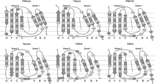 Analysis of hydrophobic residue positions in FN3 domains. A schematic unfolded model of each FN3 domain is shown, indicating positions of the hydrophobic residues as ovals. White ovals indicate the residue as contributing to the hydrophobic core and, for the most part, not solvent exposed. Shaded ovals indicate exposure to solvent and lack of contribution to the hydrophobic core.