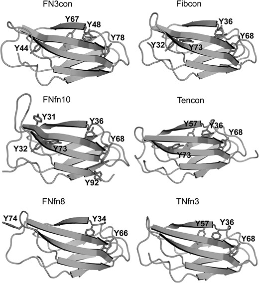 Position of tyrosine residues in FN3con, Fibcon, FNfn10, Tencon, FNfn8 and TNfn3.