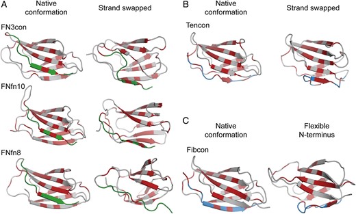 Dynamics of C- and N-terminal strands at 368 K. (A) Cartoon representations of FN3con, FNfn10 and FNfn8 (gray) in their native (left) and strand swapped configurations (right), showing strand G (green) and hydrophobic residues (red). (B) Swapping of strand A (blue) in Tencon, showing the native conformation (left) and the five-stranded β-sheet (right) and hydrophobic residues (red). (C) The flexible N-terminus of Fibcon, showing strand A in blue and hydrophobic residues (red).