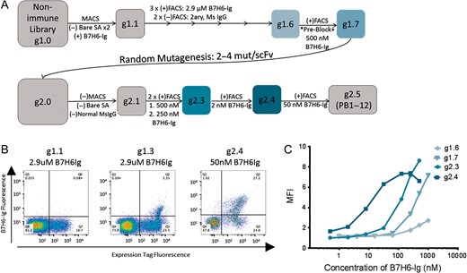 Directed Evolution of PB clones from a non-immune human scFv library. (A) A series of magnetic-activated cell sorting (MACS) and fluorescence-activated cell sorting (FACS) selections were used, both including both positive (+) selections of Ag-binders and negative (−) selections against reagent binders such as secondary (2ary) Ab, streptavidin bead (Bare SA) and Mouse IgG Fc binders. Generation names x.y represent the number of x) diversification steps and y) selections after diversification. Pre-Block indicates a blocking step against the mouse IgG Fc tag using 500 nM normal msIgG prior to staining with B7H6-Ig. Concentrations of B7H6-Ig used for selections are indicated under selection arrows. Boxes indicate generations for which titration curves of antigen were tested and shown in (C). PB clones were isolated from g2.5. (B) Representative FACS plots for a subset of improving generations are shown. Binding to B7H6-Ig (y-axis) and expression tag antibodies (x-axis) are shown. (C) Titration curves depict the MFI of library generations stained with B7H6-Ig antigen at a range of concentrations to compare binding avidities.