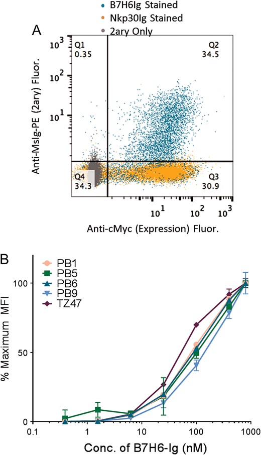 Characterization of Yeast-Displayed PB Clones. (A) Population g2.4 was stained with B7H6-Ig, Nkp30-Ig and secondary only using an anti-MsIg-PE secondary for fluorescence read-out (y-axis). Yeast were also stained for the cMyc expression tag (x-axis). (B) A range of B7H6-Ig antigen concentrations were used to stain yeast-displayed PB clones and TZ47. MFI values were normalized to represent the % of the maximum signal observed at the highest concentration tested. Error bars indicate the standard deviation of three technical replicates and relative trends are representative of three experimental replicates.