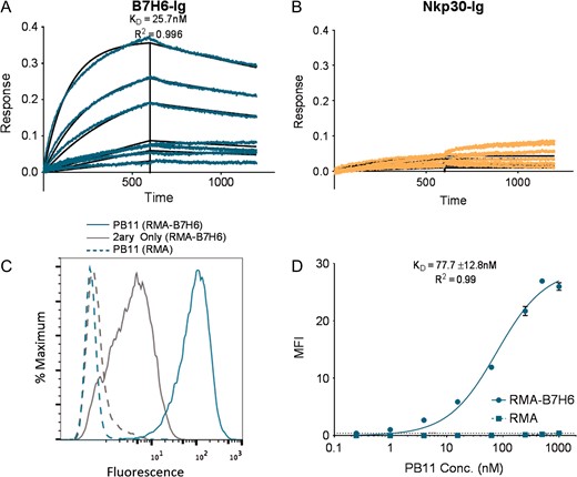 Binding characterization of soluble PB11 scFv-CH1-Fc. (A and B) Kinetic binding curves for the binding of soluble PB11 scFv-CH1-Fc to (A) B7H6-Ig and (B) Nkp30-Ig (negative control) were obtained by BioLayer Interferometry tested at a range of antigen concentrations from 0 to 500 nM. (C) Histograms depicting the staining of B7H6-expressing cells (RMA-B7H6, solid lines) and B7H6-null cells (RMA, dashed lines) with 500 nM PB11 scFv-CH1-Fc or secondary only. (D) Titration curves generated by staining B7H6-expressing cells (RMA-B7H6, solid) or B7H6-null cells (RMA, dashed) with varying concentrations of PB11 scFv-CH1-Fc ranging from 0 to 1000 nM. Error bars depict standard deviations of the MFI values from triplicate stains.