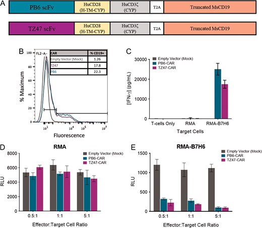 PB6-CAR T cell Activity. (A) Schematic diagrams of PB6- and TZ47-CAR constructs. H = Hinge, TM = Transmembrane domain, CYP = cytoplasmic domain. (B) Histograms of fluorescence signal after staining with anti-CD19-PE detection reagents for CD19 expression. (C) In vitro activation of CAR T cells measured by IFN-γ release in response to RMA-B7H6 target cells, negative control RMA cells, and no target cells for T cells transduced with empty vector, PB6 and TZ47 CARs. (D and E) Tumor cell cytotoxicity of CAR T cells measured by luciferase reporter assays in which target RMA (D) or RMA-B7H6 (E) cells express luciferase as a marker of viability. Empty vector, PB6 and TZ47- CAR T cells were incubated with target cells at effector:target cell ratios of 0.5, 1 and 5:1. In all graphs, error bars indicate standard deviations.