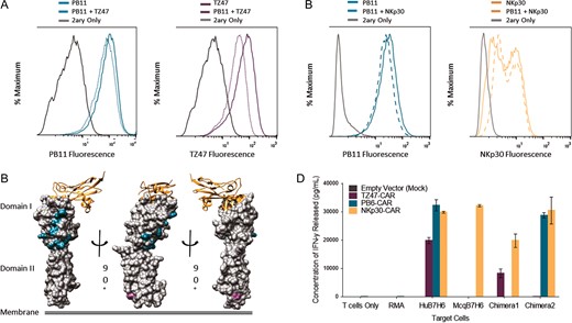 Epitope Characterization of TZ47 and PB scFvs. (A and B) Histograms depicting results of competitive staining of PB11 scFv-CH1-Fc with TZ47 (A) and NKp30-Ig (B) on RMA-B7H6 cells. Solid colored lines indicate staining with 500 nM of a single reagent, dotted colored lines with an equimolar mixture of reagents, and gray lines with secondary reagents (2ary) only. Results are presented for PB11, TZ47, and NKp30-Ig. (C) Structural representations of B7H6 are shaded by positions at which Human B7H6 residues differed and were replaced by Macaque B7H6 residues in Chimera 1 (Domain I) and Chimera 2 (Domain II). NKp30 is also shown as a ribbon diagram, with B7H6 residues <5 Å away highlighted in orange. (D) CAR T cell activation in response to Human, Macaque, and Chimeric Hu-Mcq B7H6 expressing RMA cells is shown, in addition to controls for non-transduced RMA cells and no target cells. Colors indicate T cells that were transduced with empty vector, TZ47-CAR, PB6-CAR and NKp30-CAR. Error bars depict the standard deviation of three technical replicates and are representative of two biological replicates.