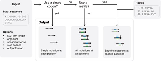 Automated oligo pool design for user-defined mutagenesis library construction. A decision tree and sample inputs for the PrimerDesignScript software.