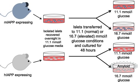 Schematic of the islet culture approach used to generate samples to examine the effect of islet amyloid formation on gene expression. Islets from mice containing the wild-type IAPP (mIAPP) or human IAPP (hIAPP) gene were cultured at either 11.1 or 16.7 mmol/l glucose for 48 h. Only islets containing the hIAPP gene that were cultured at 16.7 mmol/l glucose develop islet amyloid. Samples from each set of islets were collected and processed for histology, RNA-seq and RNA quantification.