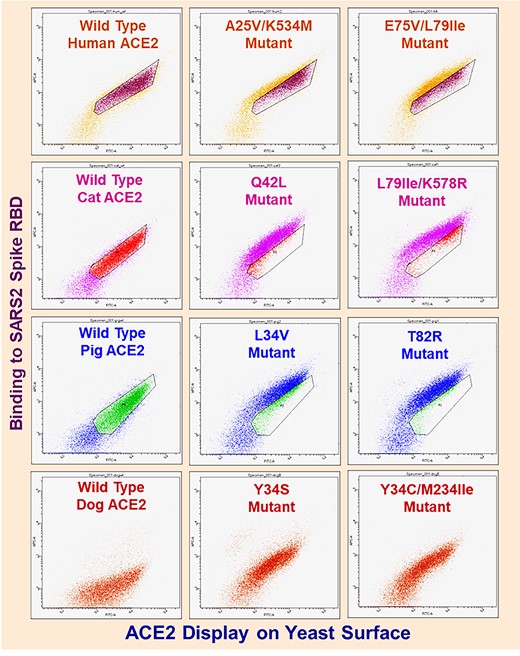 Flow cytometry dot plots for wild-type and ACE2 random mutant library clones enriched after three rounds of FACS. X-axes denote Alexa488 fluorescence (ACE2 display). Y-axes denote Alexa647 fluorescence (ACE2 binding to spike protein). Plots depict dots for approximately 3*104 yeast cells. ACE2 yeast incubated with spike as follows: human– 1 nM, cat– 4 nM, pig– 4 nM, dog– 25 nM. For poorly understood biological reasons homogeneous populations of yeast carrying identical display plasmids feature 25% or greater cells (lower left of plots) that do not display protein.