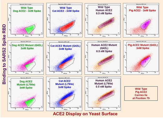 Dot plots for wild-type ACE2 and Gln42Leu single mutants. X-axes denote Alexa488 fluorescence (ACE2 display). Y-axes denote Alexa647 fluorescence (binding to spike). Plots depict dots for approximately 3*104 yeast cells. ACE2 yeast incubated with spike as denoted in figure.
