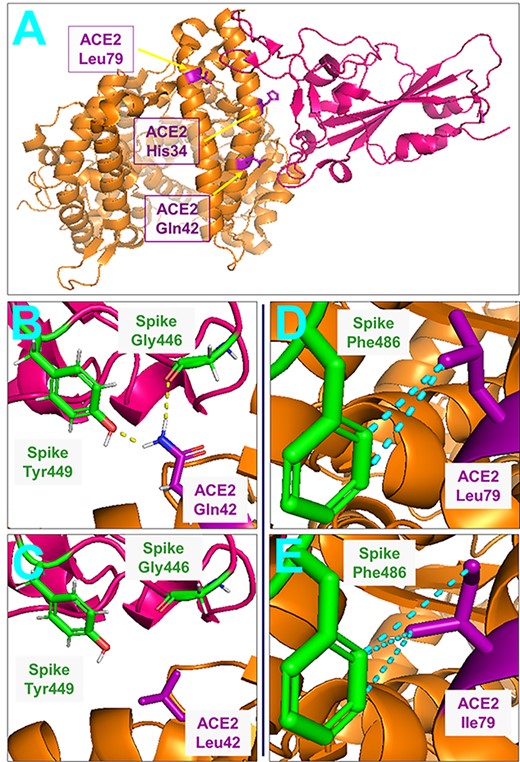 Structural views of SARS-CoV-2 spike-ACE2 complex. ACE2 in orange, spike RBD in pink. (A) Overall spike-ACE2 complex with ACE2 affinity-determinant positions identified by yeast display screening in purple. (B) Illustration of hydrogen bonds (yellow) formed between ACE2 Gln42 and spike Gly446 and Tyr449. Hydrogen atoms: white, oxygen: red, nitrogen: blue. (C) Absence of these hydrogen bonds for ACE2 Gln42Leu mutant. (D) Hydrophobic contacts (<5Å carbon atom separation-colored in cyan) between ACE2 Leu79 and spike Phe486. (E) Hydrophobic contacts between spike Phe486 and ACE2 Leu79Ile mutant. Figures generated from Protein Data Bank structure 6m0j (human ACE2) using Pymol.