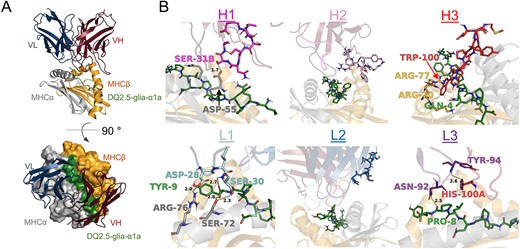 Fv-pHLA model and library design. (A) Low-scoring models suggest a diagonal binding mode across the antigen-binding groove. (B) All six CDR loops were analyzed regarding their putative contribution to both peptide and HLA binding and their potential for improvement. The CDR loops as well as potentially crucial contacts in the pHLA are shown in stick representation and interacting residues are annotated.