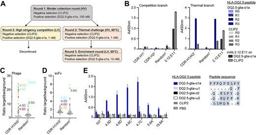 Selection and screening of antibody libraries. (A) Overview of the selection strategy. Libraries were packaged with either M13K07 or DeltaPhage helper phages to achieve LV and HV display, respectively. After R1, the libraries were selected in a competition branch and a thermostability branch in parallel. (B) Polyclonal phage ELISA to assess enrichment of binders against HLA-DQ2.5:DQ2.5-glia-α1a in the phage outputs after R1-R3. HLA-DQ2.5:CLIP2, which was used for negative selection, was used to monitor HLA-DQ2.5 binding irrespective of peptide. (C and D) The selection outputs after three rounds of panning were screened in HV format (C) and scFv format (D) to assess binding to target pHLA complexes and HLA-DQ2.5:CLIP2 (background) in ELISA and signal/noise ratios were calculated. Each dot represents one clone. Gray dots denote unknown sequences, black dots denote unique amino acid sequences and colors represent enriched sequences. Both libraries were selected in the thermostability branch. (E) Binding of purified Fab fragments (5 μg/mL) to different HLA-DQ2.5:peptide complexes was assessed by ELISA. Error bars illustrate mean ± SD of duplicates (n = 2). Alignment of 9mer core peptide sequences is shown on the right.