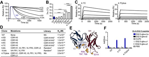 Biophysical characterization of leads. (A) Binding of Fab fragments to HLA-DQ2.5:DQ2.5-glia-α1a by SPR. Fabs were ranked based on off-rates. The parent clone 107 is shown in blue (n = 2). (B) Melting temperatures (Tm) of the parent clone 107 (blue) and the affinity matured Fab fragments. Error bars illustrate mean ± SD of 3–7 replicates. Statistical analysis was performed by unpaired two-tailed t-test, ****P < 0.0001. (C) Representative sensorgrams of 4.7C and combination variant 4.7Cplus (n ≥ 2). Data were fitted to a 1:1 Langmuir binding model (dotted gray lines). (D) Table detailing position of mutations, library origin and Kd value of the individual clones. FR, framework; NA, not applicable. (E) The locations of the mutations present in the combination mutant 4.7Cplus are illustrated as spheres. VH contains the following mutations: CDR H1 Asn 31A Ser and CDR H3 Ser 96 Arg, Ser 97 Thr and Ser 98 Thr. VL contains the following mutations: FR1 Ile 2 Val, FR3 Ile 53 Val and CDR L3 Asp 90 Asn. The Fv model is based on mAb 107. (F) The candidate antibodies were reformatted to full-length hIgG1 (0.5 μg/mL) and binding to a panel of related soluble peptide:HLA-DQ2.5:gliadin complexes or controls was analysed by ELISA. Error bars illustrate mean ± SD of duplicates (n = 3).