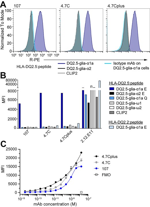 The lead mAbs bind pHLA specifically on a cell surface. Murine A20 B cells engineered to express HLA-DQ2.5 with covalently linked peptide were stained with 107, 4.7C or 4.7Cplus hIgG1 or a hIgG1 isotype control mAb (5 μg/mL). (A) Histograms show mAb binding to A20 HLA-DQ2.5 with DQ2.5-glia-α1a (TCR-like mAbs in blue, isotype mAb in turquoise), DQ2.5-glia-α2 (black) or CLIP2 (gray) (n = 2). (B) MFI of mAb binding to the complete panel of A20 B cells expressing different pHLAs; 2.12.E11 mIgG1 was included as control (n = 2). (C) Binding slopes of mAbs 107, 4.7C and 4.7Cplus binding to A20 B cells expressing HLA-DQ2.5 with DQ2.5-glia-α1a. mAbs were titrated from 16.5 nM (4-fold dilution) and binding was analyzed by flow cytometry and visualized as MFI values. Error bars illustrate mean ± SD of duplicates (n = 2–4).