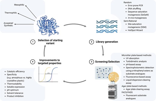 Overview of a directed evolution experiment for plastic-degrading enzymes consisting of 1) selection of a starting variant, 2) library generation, 3) screening or selection, and 4) improvements to the targeted properties of the enzyme