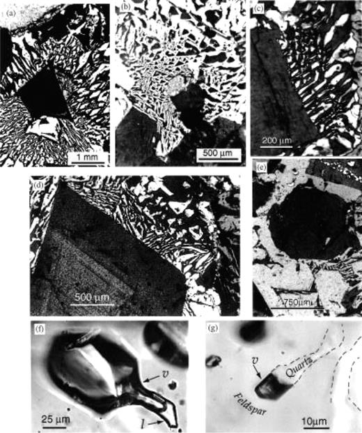 Photomicrographs of areas within granophyric block found as a lithic in the ‘pf unit’ at the Alid volcanic center. Figure parts (a)–(e) with crossed Nicols. (a) Micrographic groundmass surrounds feldspar phenocryst fragment. (b) Micrographic groundmass around clinopyroxene phenocryst. Quartz is white and feldspar is at extinction. (c, d) Radiating fringe of feldspar in groundmass is in optical continuity with phenocryst, from which it nucleated. (e) Quartz phenocryst is surrounded by feldspar groundmass. Quartz in groundmass does not appear to have nucleated directly on phenocryst, but is in optical continuity with it. (f) Primary vapor-rich fluid inclusion in phenocrystic quartz. Liquid (l) is seen at the bottom right, the rest being vapor (v). (g) Primary vapor-rich inclusion at the tip of a quartz stringer (outlined for clarity) in the granophyric groundmass.