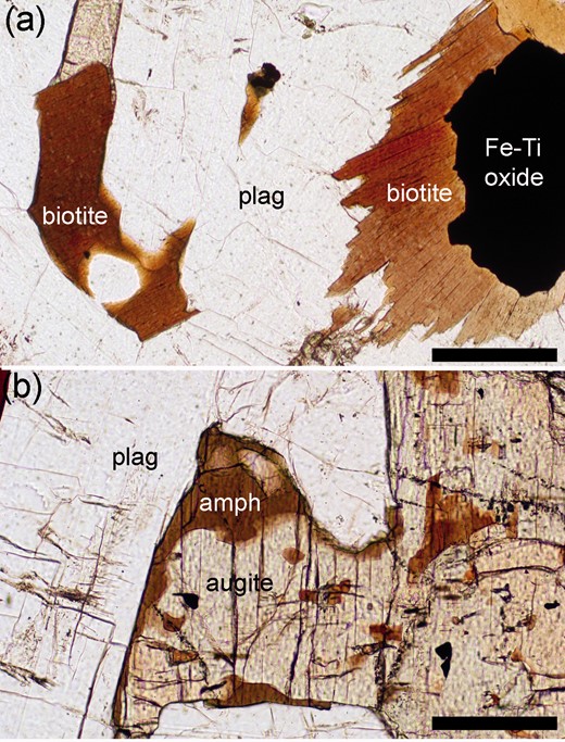  Photomicrographs in plane-polarized light of late-stage minerals in sample 118676 from the Cambridge drill core (HZ, stratigraphic height 294 m). (a) Biotite can grow either interstitially (left) or as reactive polycrystalline rims around interstitial grains of Fe–Ti oxides (right). Meaningful values of biotite–plagioclase–plagioclase dihedral angles can be measured on the former. Scale bar is 200 µm long. (b) Amphibole (amph) grows as localized replacive patches in intercumulus augite, and on the outer edges of augite grains, interpreted as topotactic overgrowths during solidification as the interstitial liquid becomes sufficiently rich in H 2 O to stabilize amphibole rather than pyroxene. Scale bar is 200 µm long. 