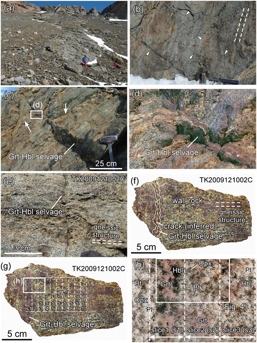 (a) Outcrop of sample TK2009121002 in Brattnipene. (b) Triangles indicate the positions of cracks and Grt–Hbl selvages that discordantly cut the gneissic structure of the outcrop in (a). Along cracks, a garnet–hornblende association is developed (termed a Grt–Hbl selvage in the text), which makes the cracks visible because of their dark colour. The orientation of the cracks is random. Broken lines represent the gneissic structure. A hammer used for scale is ∼ 40 cm long. (c) Field occurrence of the Grt–Opx–Hbl gneiss from the sample locality shown in (a). A Grt–Hbl selvage ∼ 10 mm thick developed along the crack discordantly cuts the gneissic structure. This selvage is developed along a small dextral shear zone, showing that the crack is planar along the shear zone. The selvage can be traced for at least several meters. Two white arrows indicate the same felsic layer with a displacement along the dextral shear zone. (d) Enlargement of the felsic layer indicated by a white box in (c) and the selvage developed along the dextral shear zone. (e) Close-up view of one of the cracks along which the selvage is developed from the same outcrop (sample TK2009121002C) which is the focus of this study. A Grt–Hbl selvage about 10 mm thick discordantly cuts the gneissic structure (broken lines). (f) Slab photograph of sample TK2009121002C. White lines represent the irregular boundary between the Grt–Hbl selvage and the wall-rock. The boundary is recognized as a difference in grain size. Yellow broken line represents the inferred position of the crack. White broken lines represent the gneissic structure. (g) Slab photograph of sample TK2009121002C showing the 10 mm thick slices (s1–s10; indicated by white broken lines) utilized in the bulk-rock analyses by XRF and ICP-MS (Fig. 11; Table 3). (h) Entire thin section photograph of the area shown in (g). The white rectangle represents the area of the X-ray elemental maps shown in Fig. 4. Plane polarized light (PPL).