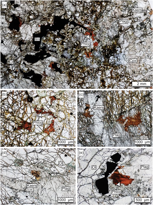 (a) Photomicrograph of typical occurrence of phlogopite (red), kaersutite (brown) and abundant ilmenite (black) in a feldspathic peridotite vein in the Central Series (PPL). (b) Common interstitial phlogopite (red to brown) in ‘pebbly’ peridotite, Central Series (PPL). (c) Photomicrograph of abundant phlogopite (red) and kaersutite (brown) in a feldspathic peridotite dyke, Central Series (PPL). (d) Typical occurrence of kaersutite (light brown) in peridotite of the Barkeval plug that intruded the Eastern Layered Series (PPL). (e) Phlogopite (red) in alteration zone in the peridotite of the Barkeval plug, Eastern Layered Series (PPL). Note that in plates (a), (b), (c) the olivines are much more deuterically altered than in (d) and (e). Further, there are marked differences in alteration of olivine and pyroxene between the Central Series rocks (a)–(d) and the Barkeval plug rocks (e), (f).