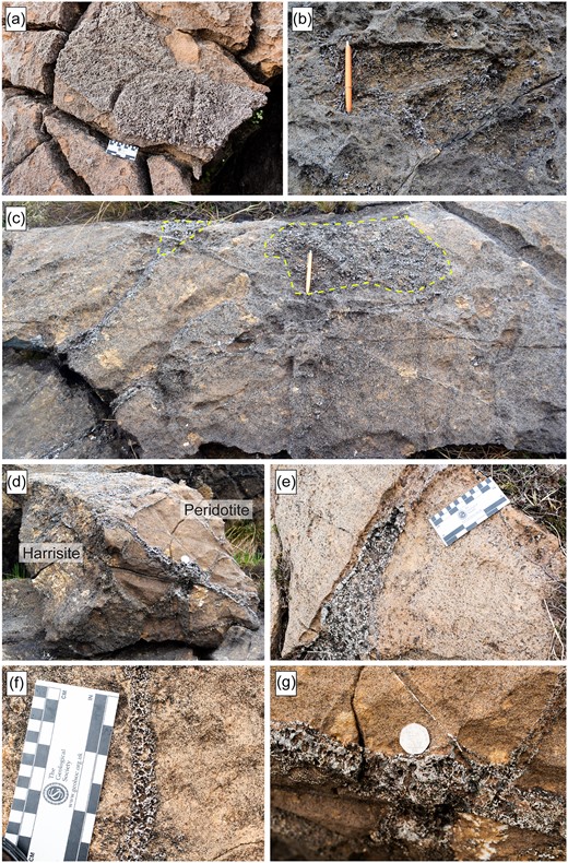 Varieties of harrisite and feldspathic peridotite in the Central Series of the Rum Layered Suite. (a) Block with well-developed harrisite in feldspathic peridotite in the breccias of the An Dornabac ridge. (b) Branching harrisite olivine in the Central Series. (c) and (d) Feldspathic peridotite (grey) that infiltrated massive peridotite (brown) after deposition in the Long Loch Fault zone. Note that the feldspathic peridotite displays harrisite textures. Pen for scale in (c) and coin in (d). The breccia blocks and clasts here originate from the Eastern and Western Layered Series. (e) Infiltrating gabbro vein cutting peridotite. Gabbro vein shows abundant dark pyroxene crystals (dark spots).(f) and (g) Close-up of feldspathic peridotite veins and offshoots cutting peridotite. The larger hollows in the vein in (g) reflectpicked out grains of olivines and pyroxenes. Coin for scale.