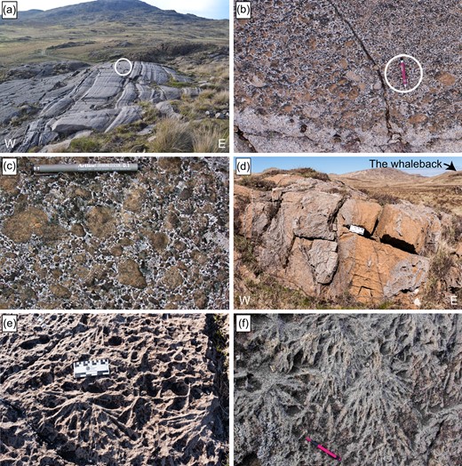 (a) The northern ‘whale-back’ outcrop shows W-dipping troctolite (light grey) and ‘pebbly’ peridotite layers (dark grey, to the left). Encircled walking stick is ∼1 m in length. (b) Graded ‘pebbly’ peridotite (brownish grey) in contact with troctolite (light grey) at the ‘whale-back’ outcrop. Pen for scale. (c) Close-up of the ‘pebbly’ peridotite in (b). The peridotite clasts are rounded and were preferentially deposited in topographical lows and thus most probably formed from currents within the magma chamber. Pen for scale. (d) The continuation of the troctolite layering, ∼1 km south of the whale-back outcrop. Layers dip steeply and record ductile slumping and intense intrusion veining by feldspathic peridotite. Scale card in centre is 15 cm across. (e) Examples of Poikilo-macro-spherulite plagioclase texture in the Central Series, Pervasive poikilo-macro-spherulites near Loch an Dornabac, and (f) SE of the Long Loch. Extensive poikilo-macro-spherulitic structures are widespread but may occur in association with intrusive feldspathic peridotite veins, representing either nucleation and growth at distinct centres (c.f. Donaldson et al., 1973) and/or may be especially prolific near intrusive dyklets and veins. Some of the poikilo-macro-spherulites verge preferably in one direction. Pen for scale.