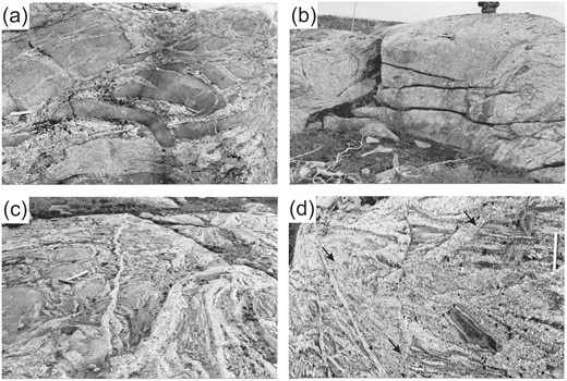 Field aspect of the diatexite migmatites. The upper images show the sequence across an abrupt metatexite to diatexite transition. (a) At the contact, the metatexite host is disrupted into tabular schollen by the injection of anatectic leucogranite. The schollen become smaller and rounded within a short distance into the diatexite body (upper right of the image). (b) The interior of the diatexite ∼100m from the contact; note fewer and more rounded schollen of metatexite, scattered biotite-rich schlieren and that the diatexite is mesocratic and uniform. Images (c) and (d) show a more gradational transition from metatexite to heterogeneous diatexite. (c) Metatexite (to the left) progressively injected by leucogranitic veins; the youngest are the most leucocratic and K-feldspar-rich and widen into the diatexite, suggesting that they root there. (d) Complex internal structure in the diatexite ∼10m from the contact. Cross-cutting, thin layers and units of diatexite each with a different grain size, proportion of ferromagnesian minerals, metatexite schollen, schlieren and internal flow structures, all cut by thin, leucocratic veins rich in K-feldspar. Arrows indicate some truncations of the compositional banding in the diatexite. Ruler in (a) is 15 cm long, and that in (d) is 30 cm.