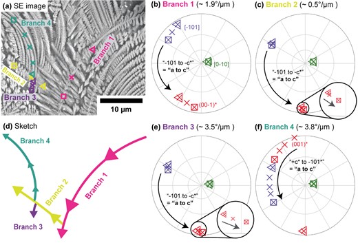 The sense of rotation in a single Cpx dendrite viewed sub-parallel to the b-axis. (a) SE image of the dendrite, showing curved branches. Four branches are labeled numerically. Markers indicate the locations of four profiles (one per branch) for which orientations are plotted in (b), (c), (e), and (f). The first and last points in each profile are indicated with triangle and square symbols, respectively. (b), (c), (e), and (f) Equal angle, upper hemisphere pole figures showing the orientations of the Cpx dendrite at the points indicated in (a) for each of the four branches. Crystallographic directions are indexed consistently across all four pole figures and labeled the first time they appear. The measured lattice curvature of each branch is given above its pole figure, and the sense of rotation determined is indicated on each pole figure by labeled arrows. (d) Sketch (to scale) of the four branches in (a), indicating the growth direction of each branch.