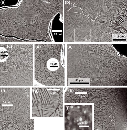 SE images of branching Cpx aggregates in the spongy crust. (a) Typical microstructure of high aspect ratio dendritic domains, showing no relationship to vesicles (black). (b) Cpx aggregate showing a transition from faceted to high aspect ratio dendritic morphology (right to left), including within single crystals. One set of connected branches is highlighted, with the hierarchical order of each branch also indicated. The location of Fig. 5 is marked. (c) Dendritic Cpx with no preferred orientation. An abrupt transition from faceted to high aspect ratio dendritic Cpx morphology occurs in the lower half of the image. (d) Cpx dendrites radiate from a small vesicle. (e) A rosette of dendritic Cpx originating from a point on a large vesicle. Both Cpx morphologies are visible. (f) Another abrupt transition between dendritic morphologies. (g) An enlargement of (f), showing the continuation of faceted dendritic crystals into the high aspect ratio domain. (h) SE image including the opaque layer (on the right). Dendrites show a shape-preferred orientation sub-perpendicular to the opaque layer. (i) High magnification SE image within the opaque layer, showing faceted nanocrystals of two phases in a dark matrix.