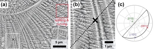 Example of a typical fringe. (a) SE image of a curved dendrite viewed sub-parallel to the b-axis, exhibiting a straight fringe of increased SE intensity. The red box labelled “splitting & curving” highlights part of the dendrite where the splitting and curving of branches originating from <10–1 > branches and initially growing out of the (010) plane is observed (see section ‘Viewing directions in the (010) plane’). (b) Enlarged section of (a) with a 1 pixel radius mean filter applied to enhance visibility of branches, showing that branches are only continuous within the fringe. The trace of the b-plane of Cpx based on the orientation measured at the point marked with an X is indicated with a dashed line. (c) Equal angle upper hemisphere pole figure plot of the orientation of Cpx at the point marked with an X in (b). The b-plane is marked with a continuous line, and the trace of the b-plane is marked with a dashed line.
