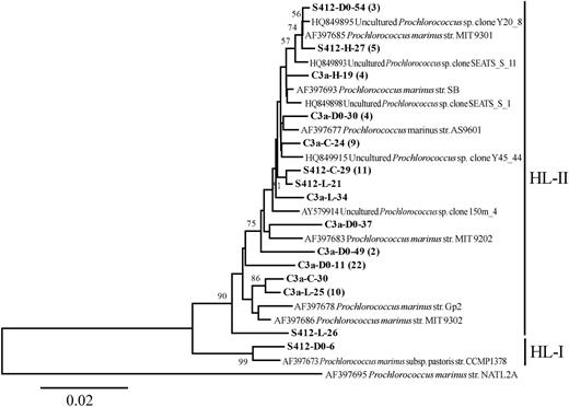 Neighbor-joining phylogenetic tree constructed with Prochlorococcus ITS sequences (ca. 800 positions) from Genbank and this study. The sequences in bold were obtained in this study; their names—using S412-D0-54 (3) as an example—are constructed as follows: name of the station (C3a or S412), treatment (D0 for initial; C for Control; L for low; H for high), clone number (e.g. 54) and the number of clones recovered in this OTU (e.g. 3). Bootstrap resampling was performed 1000 times, and the values >50% are shown. Prochlorococcus marinus str. NATL2A (AF397695) was used as the outgroup.