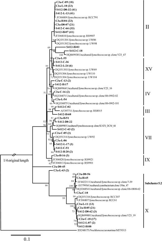 Neighbor-joining phylogenetic tree constructed with Synechococcus ITS sequences (ca. 800 positions) from Genbank and this study. The sequences in bold were obtained in this study; the same naming system of Figure 6 is applied. Bootstrap resampling was performed 1000 times, and the values >50% are shown. Prochlorococcus marinus MIT9313 (BX548175) was used as the outgroup.