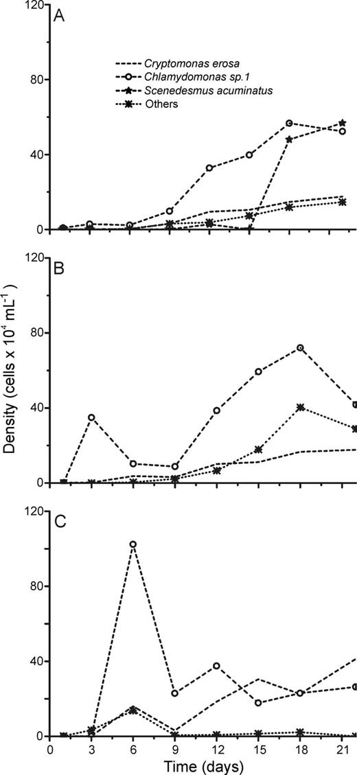 Absolute cell densities during the succession experiments performed with phytoplankton assemblages isolated from the Boa Vista Lake under L + N (A), L + N + OC (B) and N + OC (C) culture conditions.