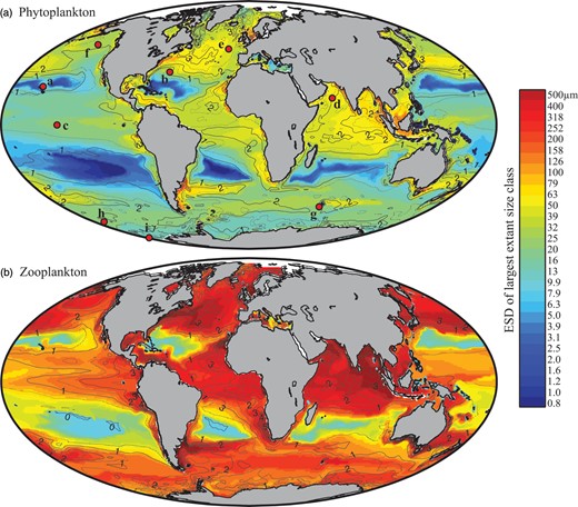 Global size and biomass distributions in the global food-web model for (a) phytoplankton and (b) zooplankton at the surface (0–10 m). The colour scale represents the equivalent spherical diameter of the largest extant plankton size-class within each surface grid cell. A plankton class is considered extant if its annual mean carbon biomass is >0.1% of total plankton carbon biomass (Barton et al., 2013). Contours show annual average total plankton carbon biomass (mmol C m−3). The location of nine JGOFS sites (see Figs 6–8) are shown with red dots in the upper panel: (a) HOT, (b) BATS, (c) Equatorial Pacific, (d) Arabian Sea, (e) NABE, (f) Station P, (g) Kerfix, (h) Polar Front, and (i) Ross Sea.