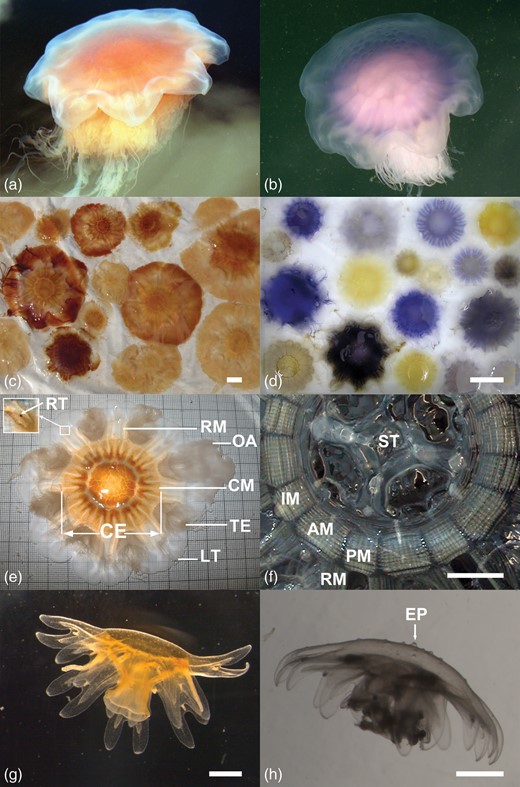 Morphology and colour variations in Cyanea capillata and Cyanea lamarckii. (a) C. capillata, free swimming medusa, (b) C. lamarckii, free swimming medusa with papillose exumbrella, (c) C. capillata, colour variations in medusae from Kiel Bight, (d) C. lamarckii, colour variations in medusae from Helgoland, (e) C. capillata morphology, view at the exumbrella, (f) C. capillata, view at the subumbrellar musculature (oral arms and gonads removed), (g) C. capillata, young medusa 6 weeks after release from the polyp, smooth exumbrella with nematocyst clusters visible as white dots, (h) C. lamarckii, young medusa 4 weeks after release from the polyp with exumbrella papillae. AM, adradial muscle field; CE, central exumbrella; CM, circular musculature; EP, exumbrella papilla; IM, interradial muscle field; LT, marginal lappet tip; OA, oral arm; PM, perradial muscle field; RM, radial muscle; RT, rhopalia tip; ST, stomach; TE, tentacles. Scale bars: (c, d, f) = 50 mm; (g, h) = 1 mm.