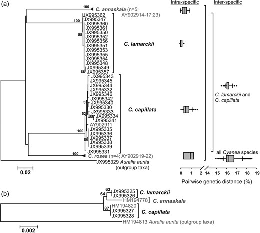 Molecular genetic analyses of Cyanea lamarckii and Cyanea capillata. (a) Neighbour Joining analysis of 658 bp-fragment of cytochrome c oxidase subunit I based on the K80 model (Kimura, 1980) with 1000 bootstrap replicates including Cyanea rosea and Cyanea annaskala and one C. capillata specimen (in grey) from Dawson (Dawson, 2005a). Pairwise genetic distances on intra- and inter-specific levels are given as box plots. Boxes include 50% of the data set, the whiskers 10 and 90%, and black dots depict the outliers. (b) Maximum likelihood analysis of 1766 bp-fragment of 18S rDNA based on the K80 model (Kimura, 1980) with 1000 bootstrap replicates including C. annaskala and one C. capillata specimen (in grey) from Bayha et al. (Bayha et al., 2010).