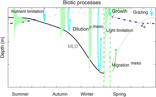 Schematic of annual cycles in biotic processes. Physical processes are shown as from Fig. 1, with those directly affecting production at any given time emphasized. In autumn and winter, when the ML depth (MLD) is deepening, vertical mixing is likely to be high enough that phytoplankton, micro- and mesozooplankton are well mixed in the ML, and dilution of phytoplankton may lead to lower grazing rates. Once the water column enters the low-turbulence regime, phytoplankton may become stratified in the ML. They are then light-limited below the photic zone but can bloom within it. When surface heat fluxes become positive into the ocean, near-surface stratification can support a bloom in surface phytoplankton. Ontogenetic migration of mesozooplankton into the upper water column in early spring may be timed to take advantage of this seasonal growth. From late spring, grazing and nutrient depletion near the surface, and light limitation below the photic zone then lead to summer conditions.