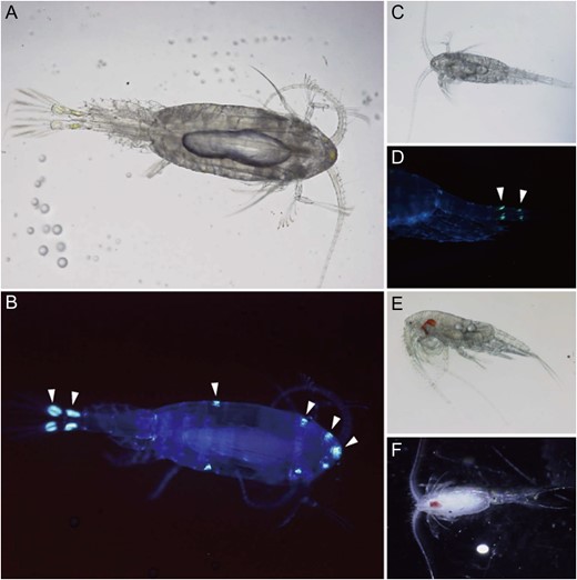 Bioluminescent calanoid copepods. (A) microscopic image of Metridia okhotensis; (B) fluorescent image of M. okhotensis illuminated by UV light. Arrowheads indicate the possible position of luminous glands; (C) bright-field image of Metridia pacifica; (D) fluorescent image of the urosome of M. pacifica. Arrowheads indicate the possible luminous glands on the caudal rami and anal segment; (E) Pleuromamma abdominalis; (F) Pleuromamma xiphias. (Photos: Y. Takenaka).