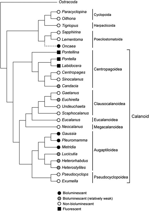 Taxa of bioluminescent and non-bioluminescent copepods depicted based on molecular phylogeny of 18 S rRNA nucleotide sequences. The Augaptiloidea superfamily contains a number of bioluminescent species. Most luciferases were isolated from species in the Metridinidae family, comprising Gaussia, Pleuromamma and Metridia genera. Some species in different phyla are also luminous, but their distribution is patchy. The fluorescent proteins were identified from several species in the Centropagoidea superfamily. Oncaea conifera is known as a bioluminescent species and belongs to the Poecilostomatoida superfamily (Herring et al., 1993). Although the complete 18 S rRNA sequence of Oncaea was not available in the database, it was depicted with a dashed line in the tree based on the partial 18 S and ITS1 sequences.