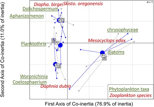 Sample plot of the co-inertia analysis performed on the PCA of the phytoplankton assemblage and the PCA performed on the zooplankton assemblage. The most dominant taxa are underlined for phytoplankton and in italic for zooplankton. Time periods (P1 to P4) are grouped by their barycenter, with periods seen from zooplankton (blue points) and from phytoplankton (gray squares). Detailed plots of co-inertia with all plankton taxa are shown in Fig. S4.