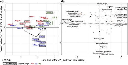 CA of the phytoplankton assemblages, from surface (S) and deep layer (D) during periods P2, P3 and P4. Plot (a) shows samples by date from the CA with B assemblages (names in framed) and S assemblages (names in italic). Periods are indicated by names in red, in blue and in green for P2, P3 and P4, respectively. In (b), the CA plot with species is shown (only the most contributing species are indicated). The black dotted arrow shows the divergence of B assemblage during P3.