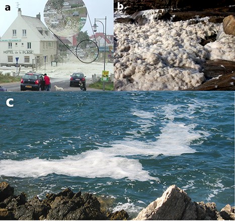 Coastal foam events. (a) Massive foam event at Audresselles, Pas de Calais, France, associated with bloom of P. globosa. Note the flying foam to the right of the hotel, and also that the hotel roof is partly white from wind-blown and sticky foam (insert is enlarged to show better some wind-blown foam aggregates); (b) foam at Cape Silleiro, Galicia, Spain, about a fortnight after gales in early February 2009. Such foam is produced by the action of breaking waves, entraining air into seawater, itself containing polymeric OM produced mainly by plankton and neuston microbes; (c) stabilized floating foam off the Mediterranean coast of Menorca, Spain, 20 August 2013. Photos by Laurent Seuront (a) and Tim Wyatt (b), as in Jenkinson et al. (2018). Photo (c) by Elisa Berdalet. All these foams are believed to have been free of anthropogenic pollution.