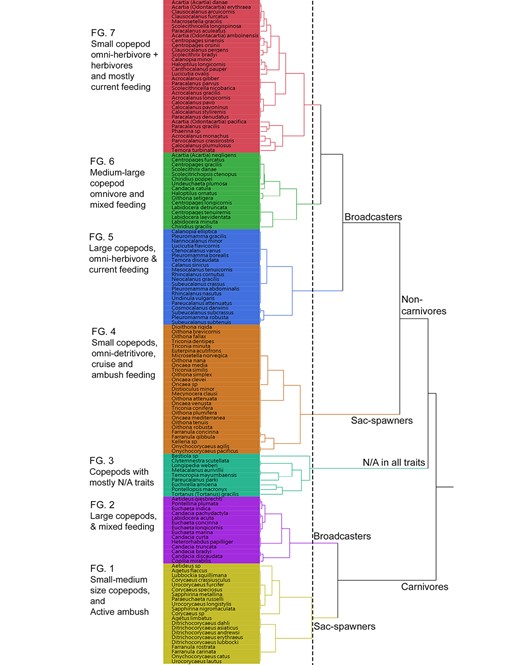 Functional dendrogram, obtained from an MCA and hierarchical clustering using Ward method, showing seven FG of the 139 analyzed copepod species. Dash line denotes where the tree was cut to form seven clusters.